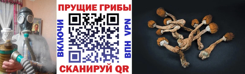 Галлюциногенные грибы ЛСД Купить где Кувандык